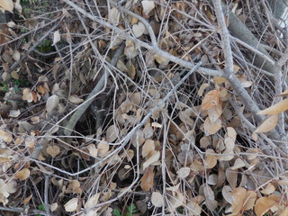 The close up of the great arch-shaped iron bridge