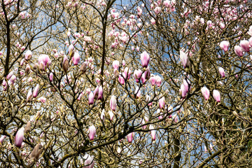 Pink Magnolia with flowers