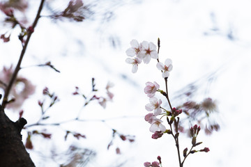 Cherry blossom in spring for background or copy space for text