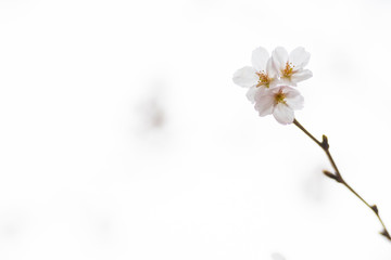 Cherry blossom in spring for background or copy space for text