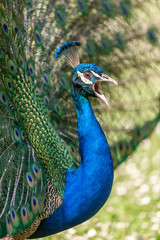 Obraz premium inside a public park, a beautiful peacock stands out showing the very long tail and bright colors, to conquer a female,