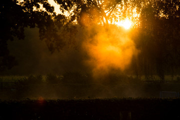 Mgła i drzewa na tle wschodu słońca