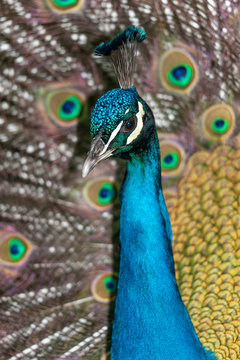 inside a public park, a beautiful peacock stands out showing the very long tail and bright colors, to conquer a female,