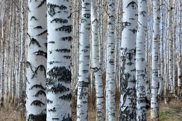 Foto op Canvas spring birch grove © fotopai