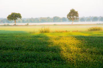 Pola na wsi z rana podczas mgły i wschodu słońca © Heroc