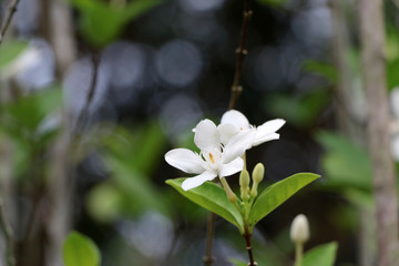 White flower and green leafs with selective focus.