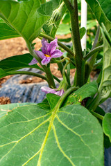 Young plants of eggplants vegetables growing in greenhouse close up