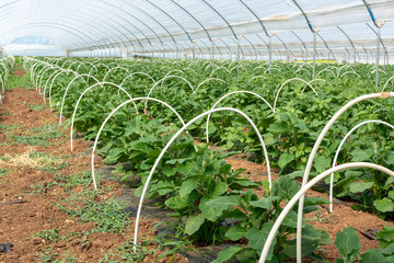 Young plants of eggplants vegetables growing in greenhouse close up