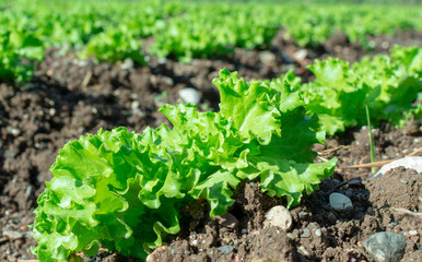 Farm field with rows of young sprouts of green salad lettuce growing outside under greek sun.