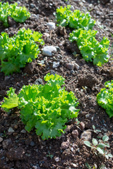 Farm field with rows of young sprouts of green salad lettuce growing outside under greek sun.