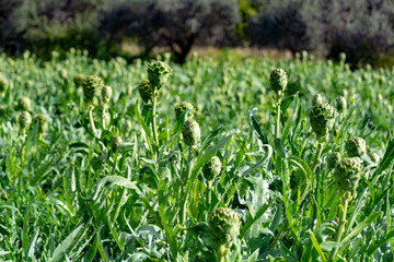 Farm field with green artichoke plants with ripe flower heads ready to new harvest
