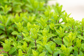 Aromatic green peppermint garden plant