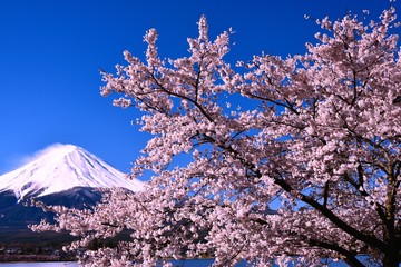 富士山と河口湖の桜