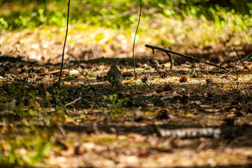 Bird in forest