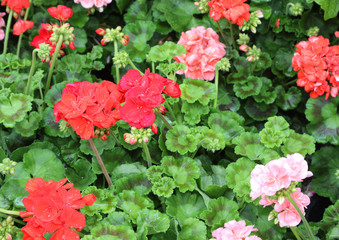 many lush plants with red and ppink geraniums flowers