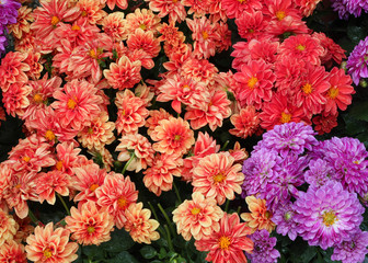 background of dahlia flowers with many colors © ChiccoDodiFC