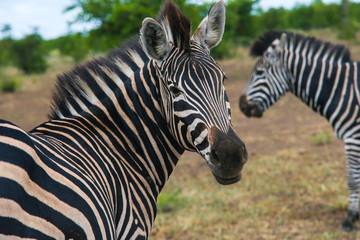 Fototapeta premium zebra Family looking at the camera