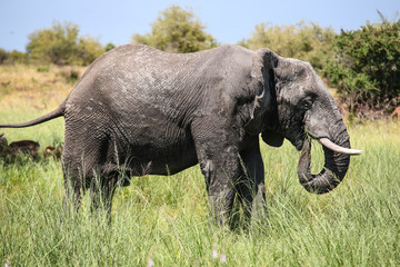 Fototapeta na wymiar African elephant eating