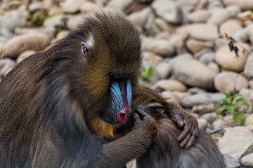 Mandrillus sphinx breastfeeding her offspring