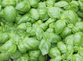 green leaves of basil plants typical of Mediterranean Region