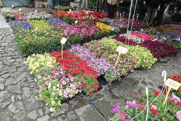 alfresco market with many flowers