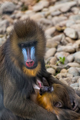 Mandrillus sphinx breastfeeding her offspring