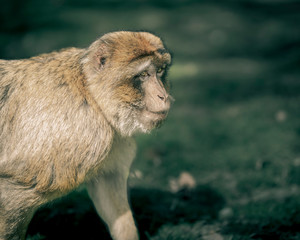 Portrait of a monkey