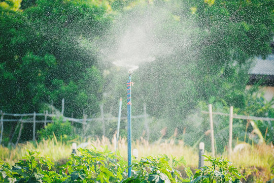 Watering vegetables using springer.