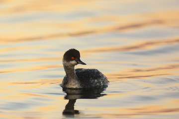 svasso piccolo (Podiceps nigricollis),primo piano 