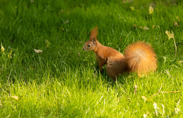 Naklejka na ściany i meble Red squirrel sitting on a green grass in the Park