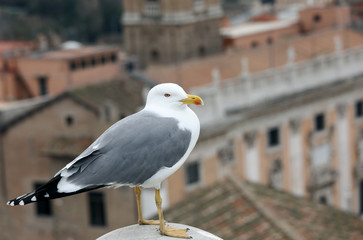 seagull with yellow beak ang grey and white feathers