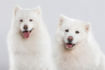 Studio portrait of a beautiful Samoyed dog couple against neutral background