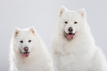 Fototapeta premium Studio portrait of a beautiful Samoyed dog couple against neutral background