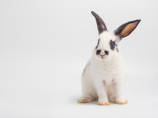 White baby rabbit on white background. Lovely baby rabbit ,white body and black spot on eyes ears and nose.