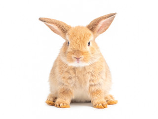 Orange-brown cute baby rabbit sitting isolated on white background. Lovely young rabbit sitting.