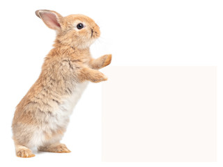 Orang-brown cute baby rabbit standing and touches a billboard on white background. Lovely action of...