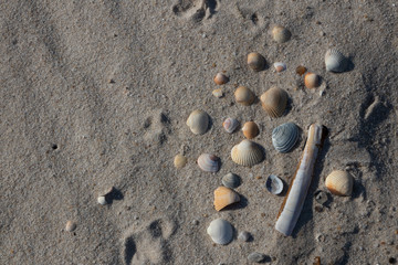 Muscheln im Sand, Konzept Urlaub am Meer