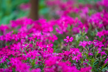 Fototapeta premium Green spring flowerbed in a garden near a footpath with a set small violet and crimson flowers. Bright background.