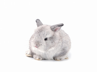 Gray baby cute rabbit isolated on white background. Lovely gray rabbit with furry sitting.