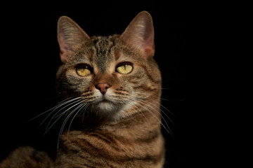 Fototapeta na wymiar Portrait of a domestic cat