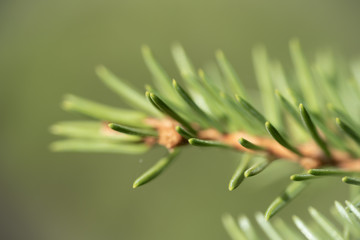 Spruce needles in spring, Finland, macro