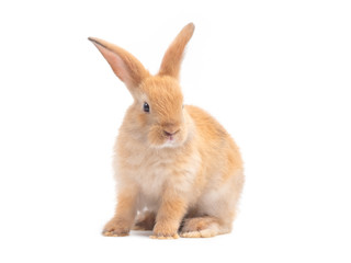 Naklejka premium Orang-brown cute baby rabbit isolated on white background. Lovely young rabbit sitting.