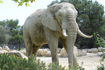 Big white elephant in the Park.