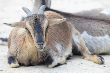 Red goat lying in the sun.