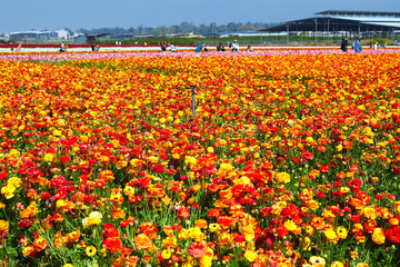 Fototapeta na wymiar Blooming wildflowers are buttercups, red and yellow, on a kibbutz in southern Israel. Collect flowers.