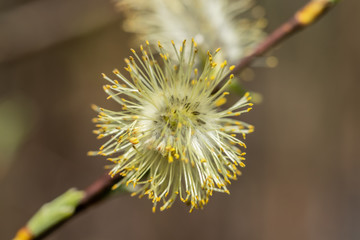 Willow - Salix caprea - buds blossoming in spring, Finland