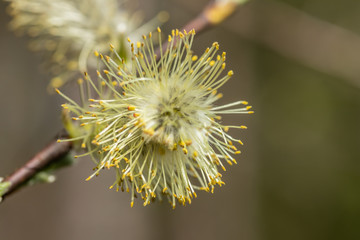 Willow - Salix caprea - buds blossoming in spring, Finland