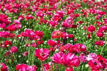 Blooming wildflowers - buttercups, pink and white, on a kibbutz in southern Israel. Collect flowers. April 2019