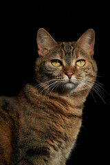 portrait of a domestic cat