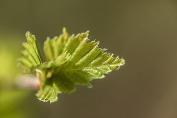 Young small willow leaves - Salix caprea, in spring, Finland